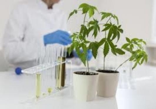 Cannabis Testing Market- Global Industry Insights
