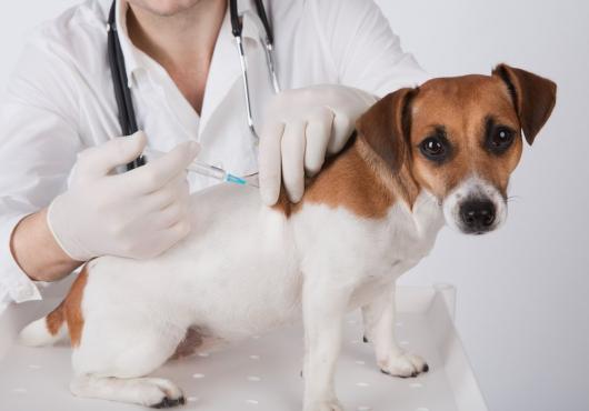 Veterinary Vaccines: Saving Animal Lives and Humans Just the Same