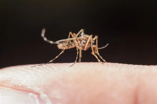 Why Government Public Health Campaigns are Boosting Mosquito Control Adoption