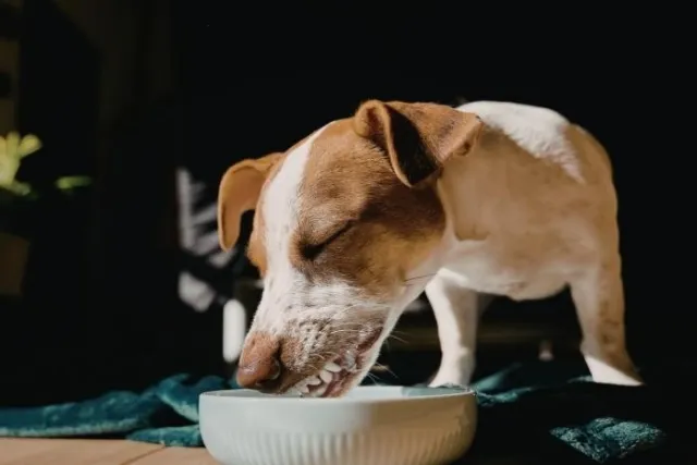 Fresh Dog Food for City Dogs: Urban Pet Parents Who Want Better Than Kibble Fresh Dog Food for City Dogs: Urban Pet Parents Who Want Better Than Kibble