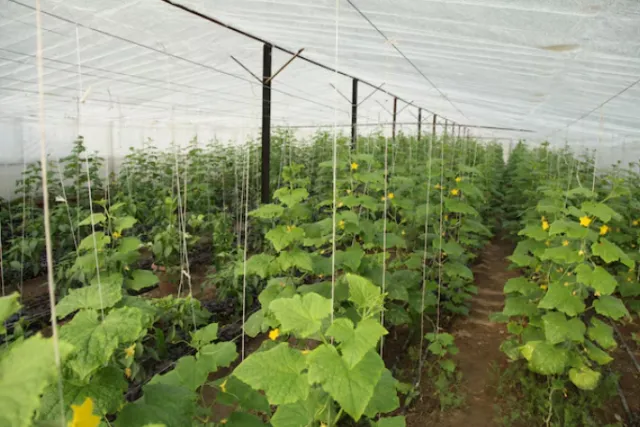 What Roles Do Shade Nets Play in Sustainable Farming Practices