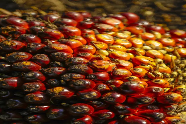 How Palm Oil Processing Technologies are Improving Yield and Efficiency