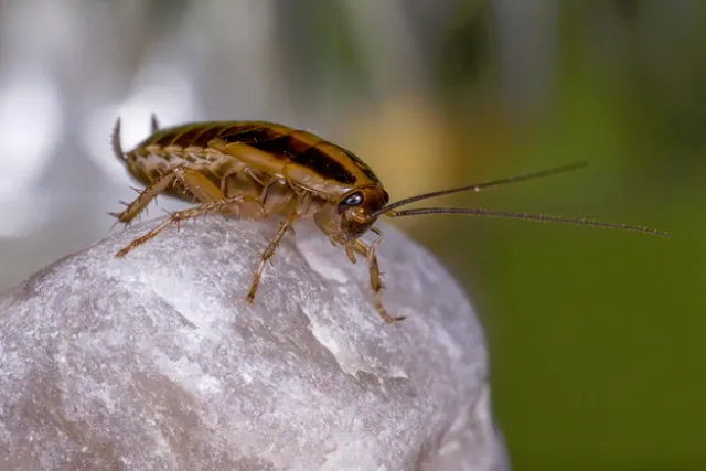 Climate Shift and Cockroach Infestation Risk for U.S. Facilities