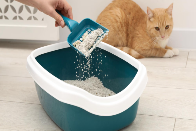 The Pros and Cons of Switching to Natural Cat Litter