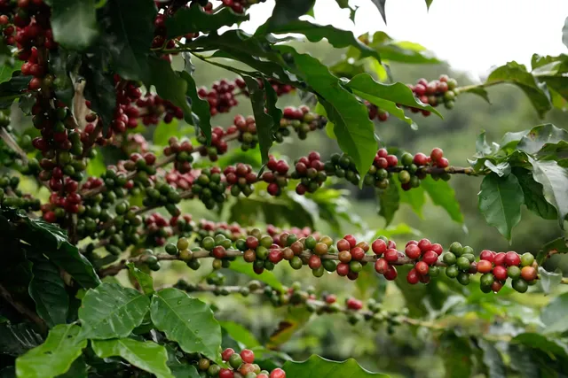 Specialty Coffee Market Trends: Organic Quality, Bean Traceability, and Changing Consumer Preferences Specialty Coffee Market Trends: Organic Quality, Bean Traceability, and Changing Consumer Preferences