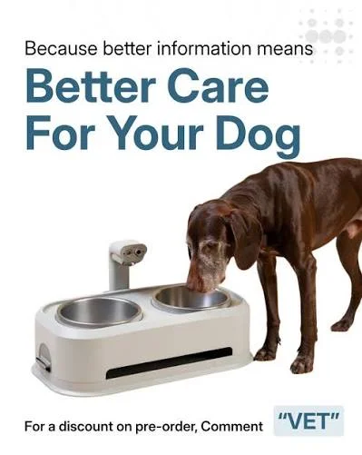 Better Care For Your Dog