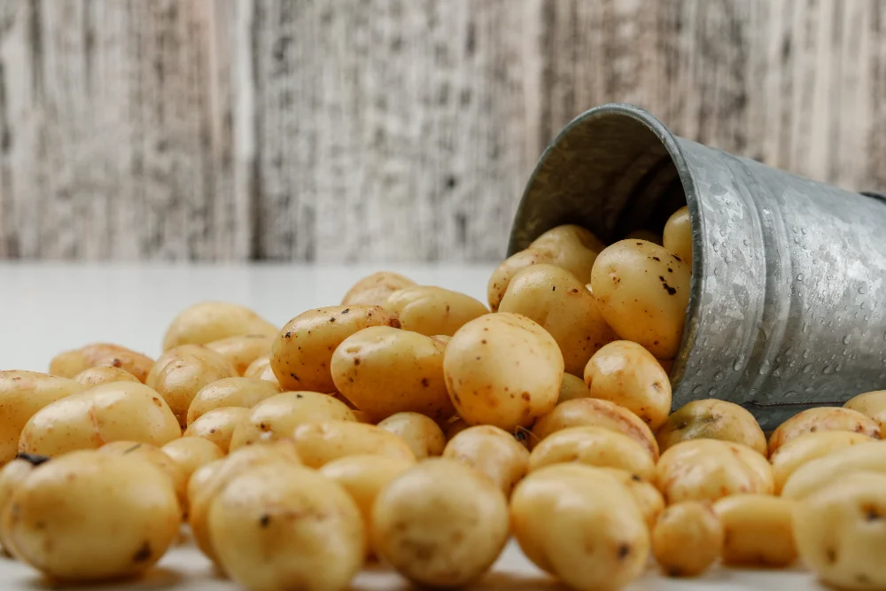 Future Innovations Shaping the Potato Protein Industry By Better Farming 
