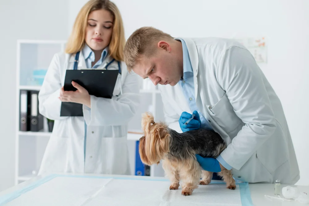 Low-Cost Veterinary Programs Transforming Pet Care Access By Real Impact on Pet Owners