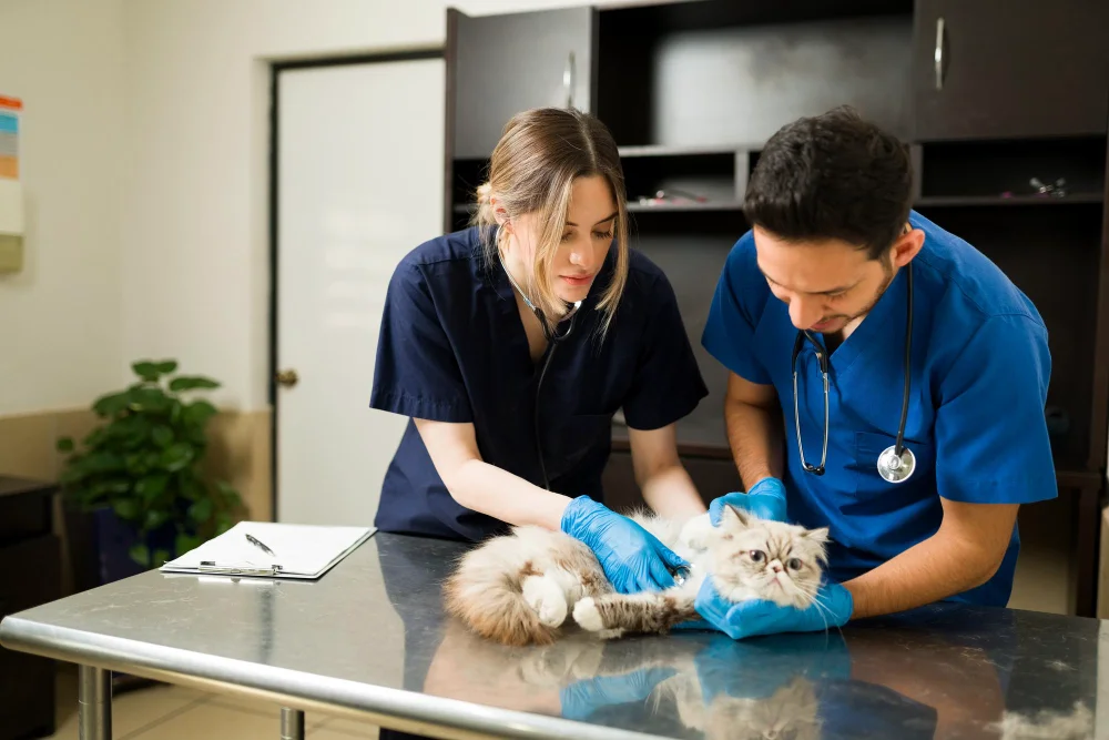 Veterinary Clinics Role in Spay & Neuter Adoption Growth By Pet Owners