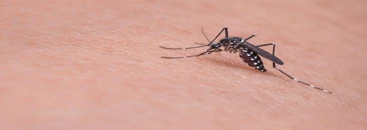 Mosquito-borne Flavivirus Zika and Chikungunya Virus to Trigger Stroke, Study Suggests