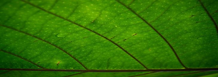 Man-made Photosynthesis Devices Becomes More Efficient Over Time