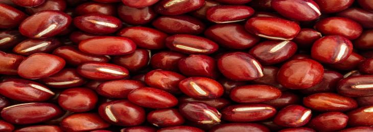 Qualities for Beans Revealed Extremely Complicated Legume Genome
