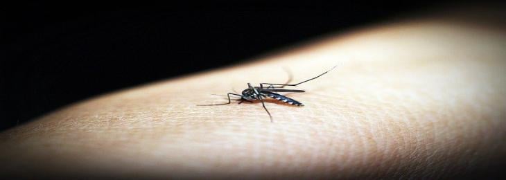 Scientists Explain How Climate Change Affects Transmission of Malaria