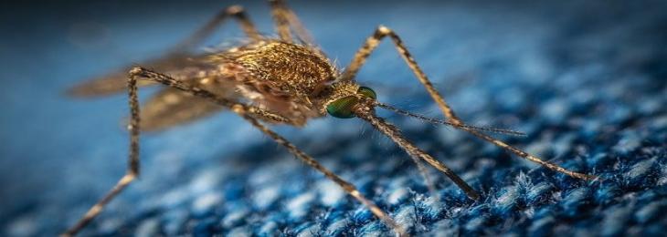 Genetically Modified Mosquitoes Released for the First Time in Florida