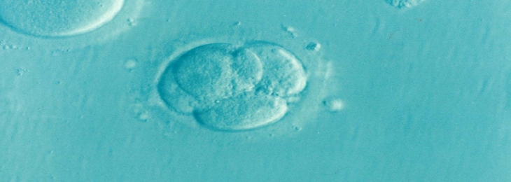 According to a new study, development in the human embryo's axis is generated