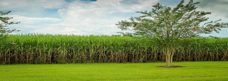 CRISPR-edited Sugarcane Reduces Environmental Impact