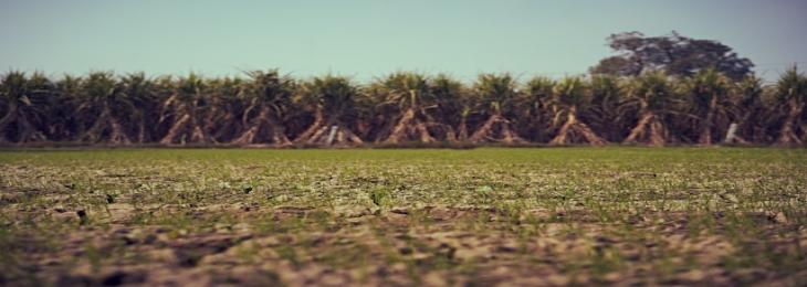 First Sugarcane Edited With CRISPR Helps Decrease Environmental Impact