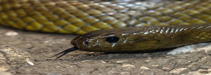 Surgical Glue Based On Snake Venom Stops Bleeding Within Seconds