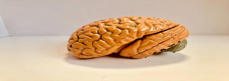 Brain Implants Last Longer When Applied with New Coating