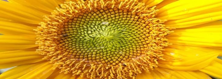 Sunflower Pollen Offers Potential in Development of 3D-bioprinting Ink