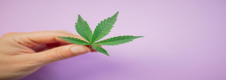 New Compounds Discovered In Cannabis Reduce Seizures 