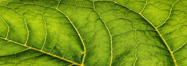 Enclosing Algae Augments Artificial Photosynthesis Efficiency