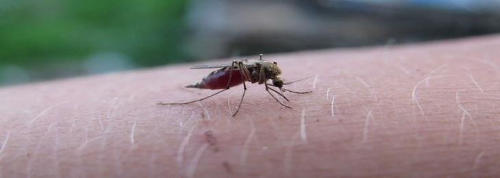 Antibodies of an unknown type have been discovered in patients who have been infected with malaria