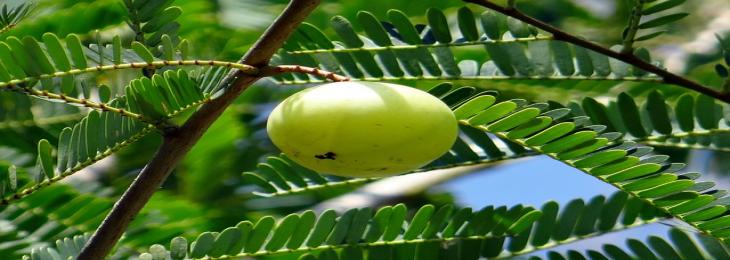 Amla Acts as An Immunity Booster