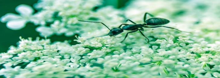 Researchers Find Ants That Sniff Cancer As Precisely As Dogs