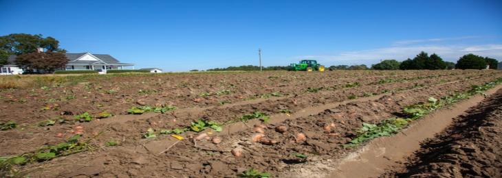 Sand Coated With Wax Improves Crop Yield As It Keeps Soil Wet Longer In Arid Regions