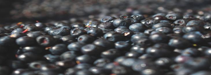 Using Blueberry Extract For Wound Healing May Become New Treatment