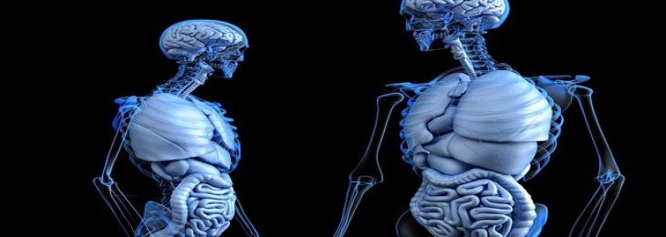 Scientists Find Direct Communication Pathway Between Gut And Brain