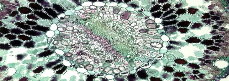 Measuring Biochemical And Molecular Changes In Liver Cell With  Nanorobot Using Mechanoreceptors