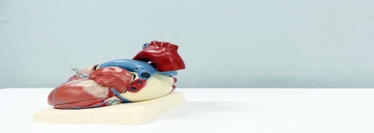 Introducing Silicone heart model, Fresh Perspective on Cardiovascular Disease