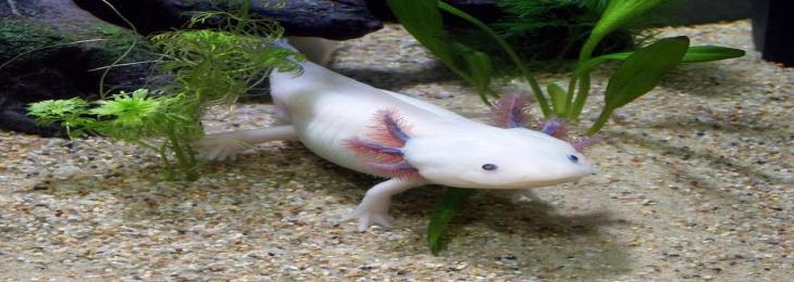 Axolotls Can Shed Light On How  Brain Evolves And Regenerates