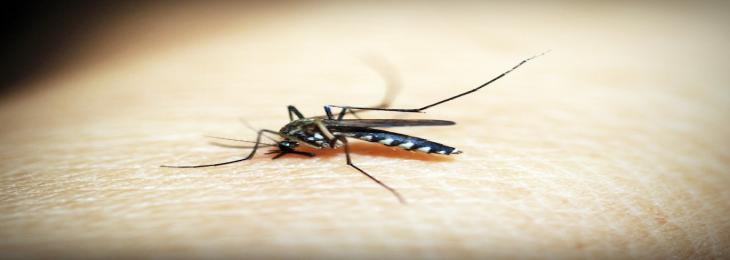 Science behind the biting preference of mosquitoes