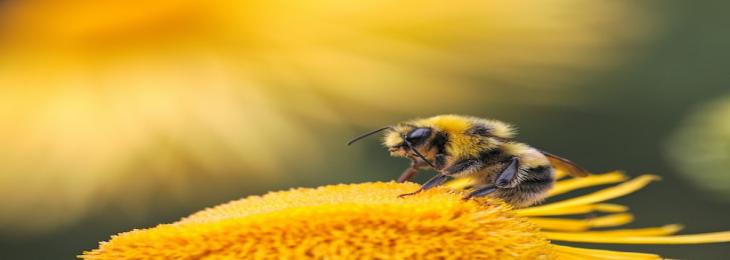 Research Claims That Lifespan Of Honey Bees Reduced To 50% In Last 50 Years