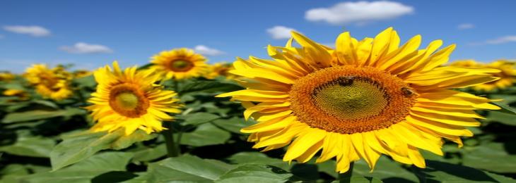 India Scraps 2023/24 Duty-Free Import Quota On Sunflower Oil