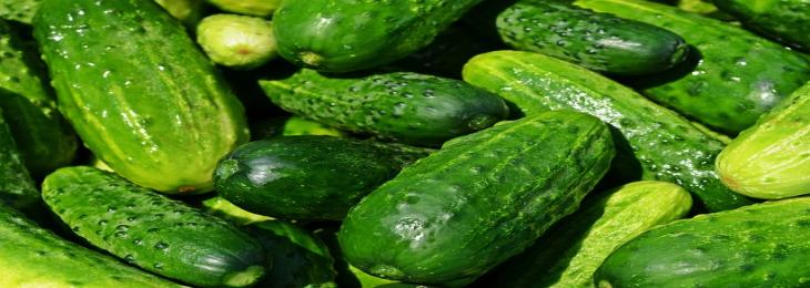 Research Finds Surprising Health Benefits Of Cucumbers