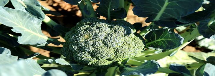 Bowled Over By Broccoli: Unraveling The Superfood’s Endless Health Benefits