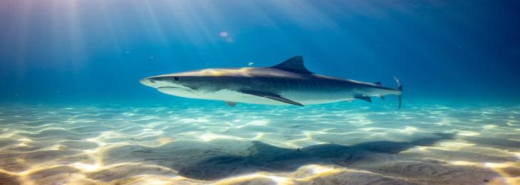 Hammerhead Sharks Stop Breathing When Diving Deep.