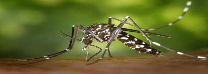 Are You Attracting Mosquitoes With Your Scent?