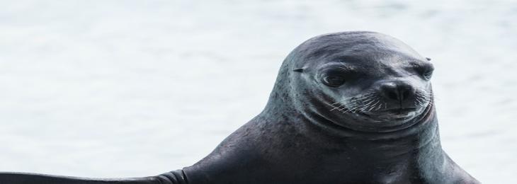 Northern Elephant Seals Hide Underwater From Predators.